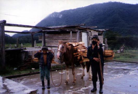 Donkey carrying wood in Mexico